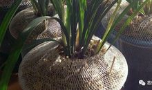 兰草“起死回生”