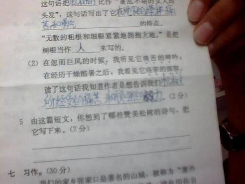 松树赞美