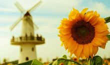 学会像向日葵一样灿烂