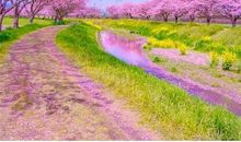 最美人间三月天