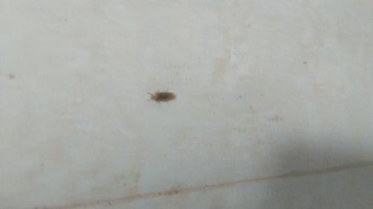 小飞蛾感动了我