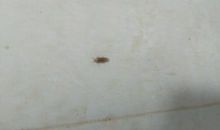 小小飞蛾，触动了我