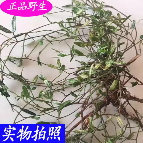 “摇摆”苍蝇_250字