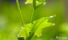 守住内心的清静