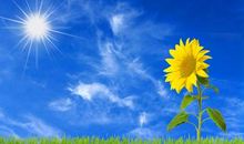 向日葵的“低头”