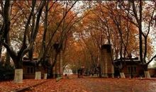 那棵美丽的梧桐