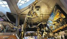 参观自然博物馆