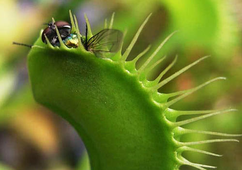 虫草