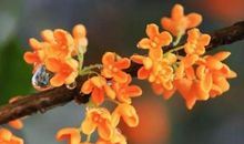 我欣赏你——桂花