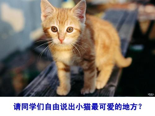 喜欢自由的小猫