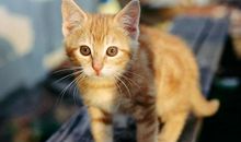 一只喜欢自由的小猫