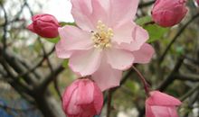 每一株花都不可忽视