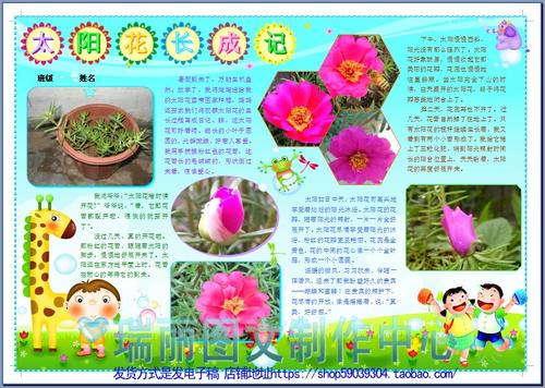 向日葵观察日记