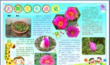 太阳花观察日记