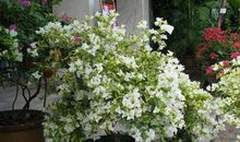 不寻常的三角梅