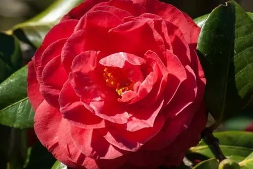 参见山茶花