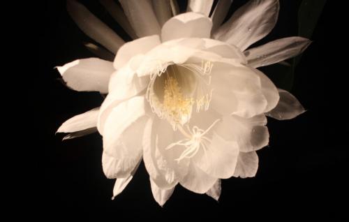 主显节嘉宾