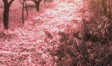 樱花小路的一瞬