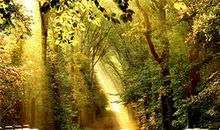 读未选择的路有感