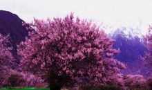 自有阳春三月天