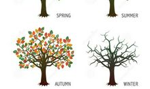 四季之树