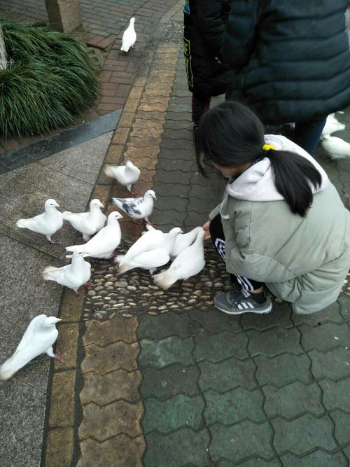 第一次喂鸽子