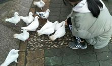 第一次喂鸽子