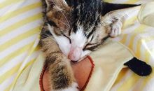 原来它对我挺好