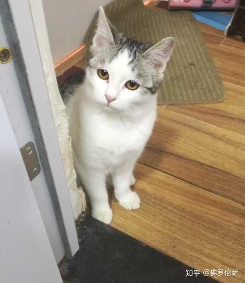 我想当猫