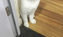 我想变成一只猫