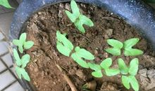 牵牛花观察日记