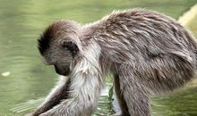 一只猴子从动物园跑了出来