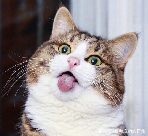 我和我的猫
