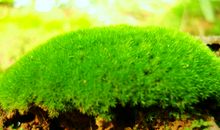 苔藓