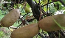 乡村游戏——爬树摘果子