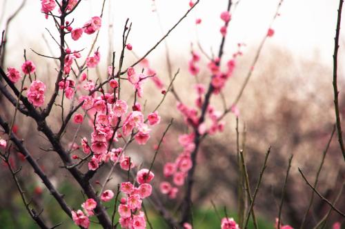 春天到梅花