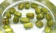 泡黄豆观察日记四则