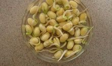 观察豆子发芽日记