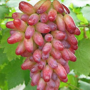 悠悠茉莉