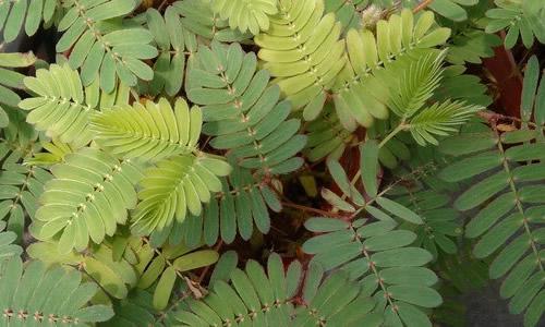 含羞草_150个单词