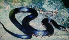 令人惊心的一幕