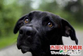 我和大黑狗