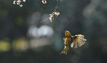 我多想变成一只鸟儿