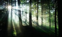 神秘的森林王国