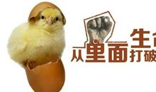 鸡蛋的启迪