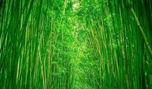 记忆中的小竹林