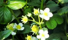 一次令我难忘的社会实践