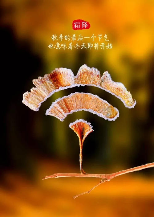 绽放生命之美