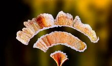 绽放生命的美丽