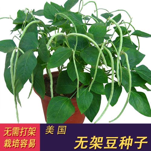 四季豆